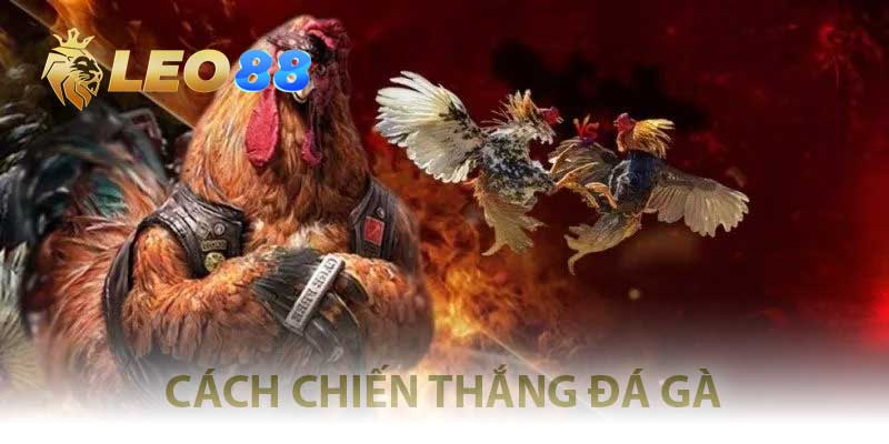 cách chiến thắng trong đá gà cổ điển