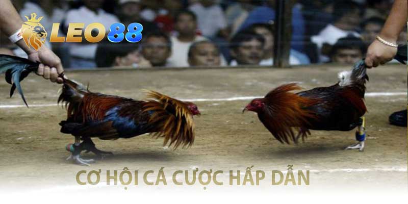 Đấu Trường Gà Tre Việt So Cựa Đẫm Lửa, Thắng To Từng Đòn cơ hội cá cược hấp dẫn