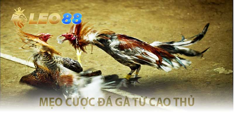 Đá Gà Trực Tuyến Quốc Tế – Kèo Cựa Căng, Ăn Ngay Từng Đòn! mẹo cược đá gà từ cao thủ