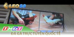 đá gà trực tuyến quốc tế