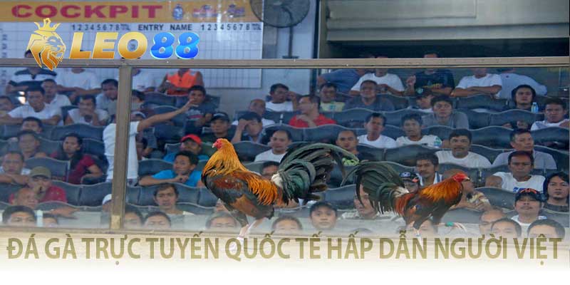 Đá Gà Trực Tuyến Quốc Tế – Kèo Cựa Căng, Ăn Ngay Từng Đòn! đá gà trực tuyến quốc tế hấp dẫn người việt