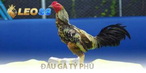 đấu gà tỷ phú