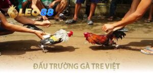đấu trường gà tre Việt