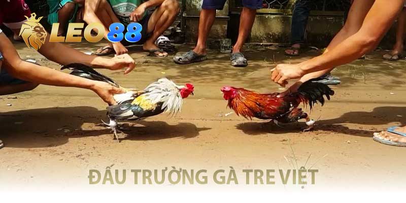 Đấu Trường Gà Tre Việt So Cựa Đẫm Lửa, Thắng To Từng Đòn đấu trường gà tre Việt