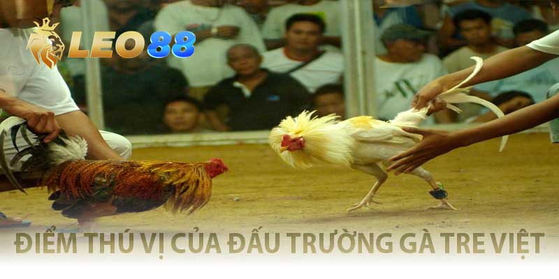 Đấu Trường Gà Tre Việt So Cựa Đẫm Lửa, Thắng To Từng Đòn điểm thú vị của đấu trường gà tre việt
